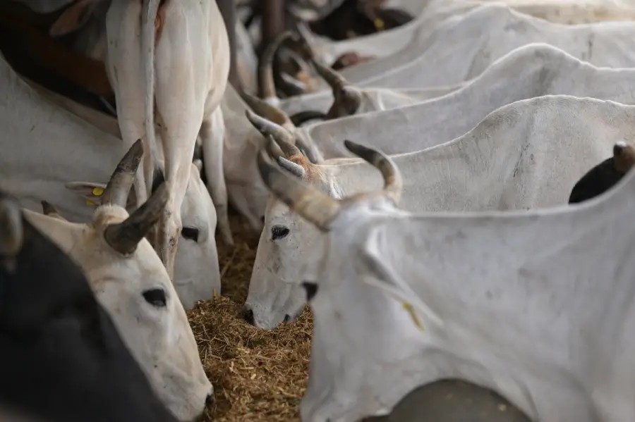 Gau Seva: